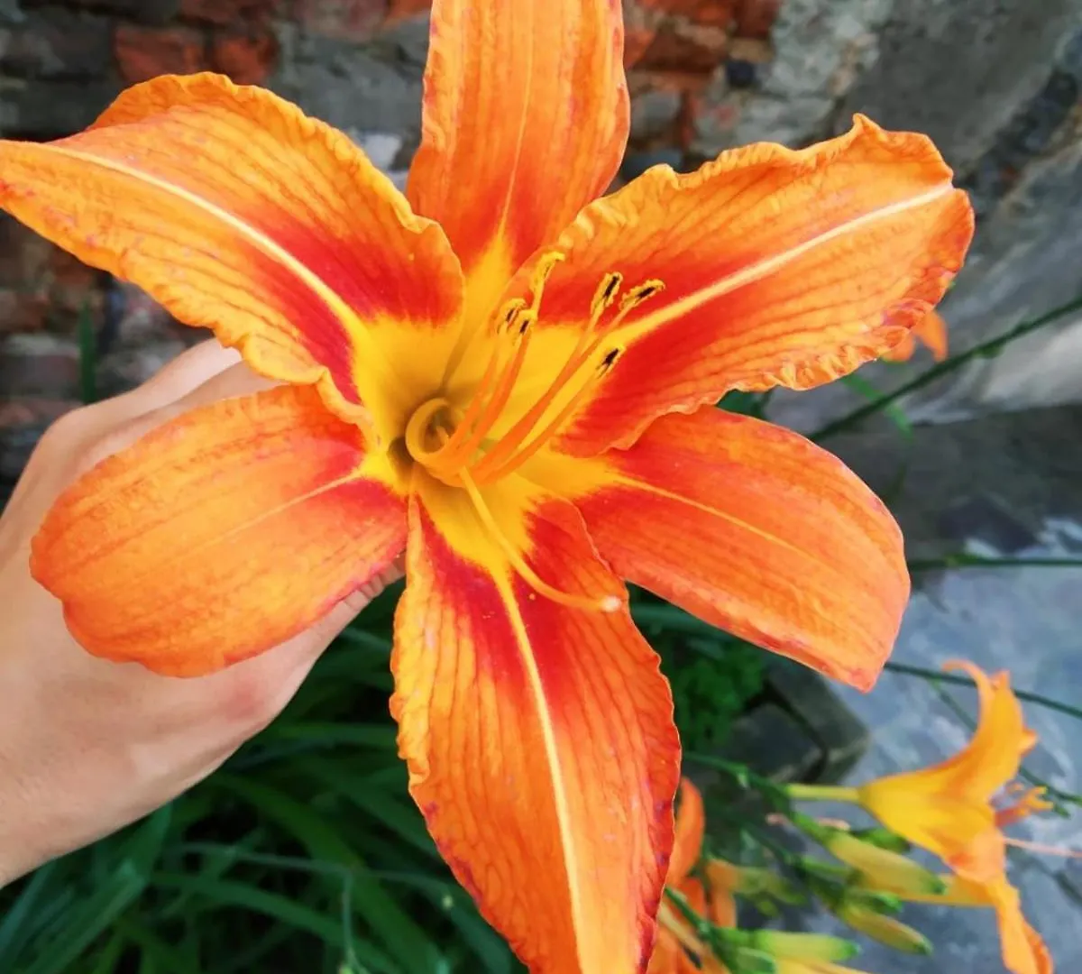 Bed & Breakfast B&B Corte Sul Naviglio Cernusco Sul Naviglio Italy
