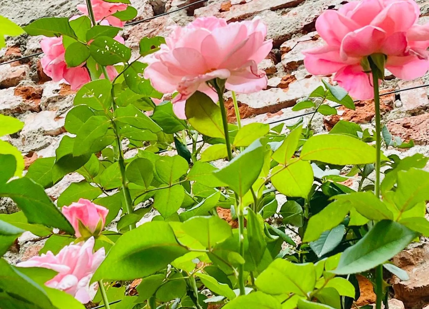 B&B Corte Sul Naviglio Cernusco Sul Naviglio Bed & Breakfast